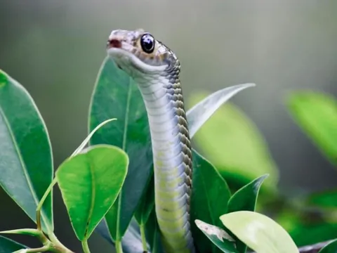 'Thót tim' xem rắn ngóc đầu, phun nọc dịp Tết Ất Tỵ