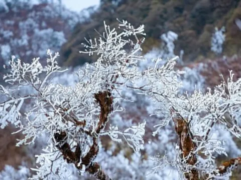 Băng tuyết phủ trắng núi cao Mù Cang Chải