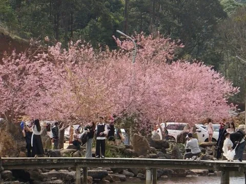 Hết sạch phòng khách sạn tại Măng Đen dịp Tết