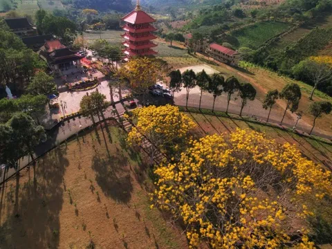 Hoa phượng vàng nở rộ gây sốt ở Lâm Đồng