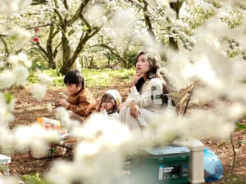 Hoa mận bung nở trắng trên cao nguyên Mộc Châu ngày đầu Xuân