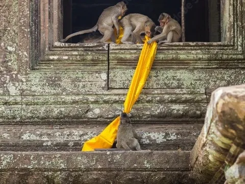 Khỉ đánh khách tại Angkor Wat
