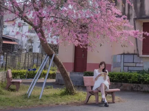 Cận cảnh điểm check-in mai anh đào đang 'hot' nhất Đà Lạt