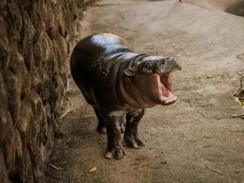 6 tháng tuổi, Moo Deng vẫn là một ngôi sao