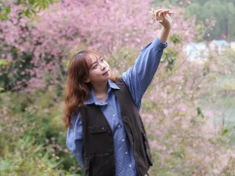Xin nghỉ làm đi Đà Lạt 'săn' ảnh hoa mai anh đào