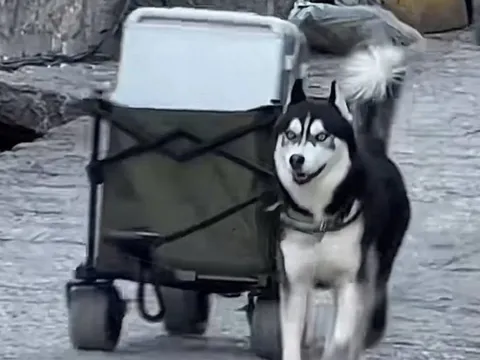 Chó Husky nổi tiếng sau một đêm nhờ kéo hành lý cho du khách