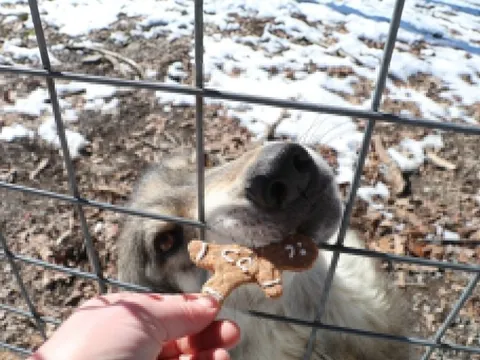 Dịch vụ viết tên người yêu cũ lên bánh ném cho sói ăn ngày Valentine