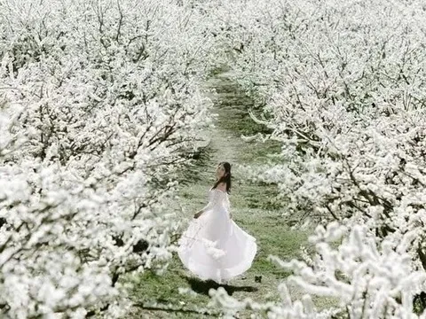 Mộc Châu thu 1.200 tỷ đồng nhờ gần 1 triệu người đến ngắm hoa mận