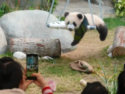 Hong Kong muốn gấu trúc mới nuôi nổi như Moo Deng ở Thái Lan