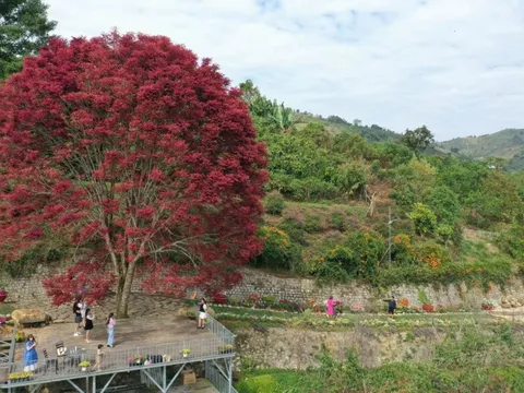 Đi hàng trăm km check-in cây trâm lá đỏ ở Lâm Đồng