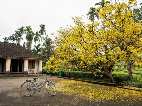 'Cụ mai' 80 tuổi nở rực rỡ bên nhà cổ ở Quảng Nam gây sốt mạng xã hội