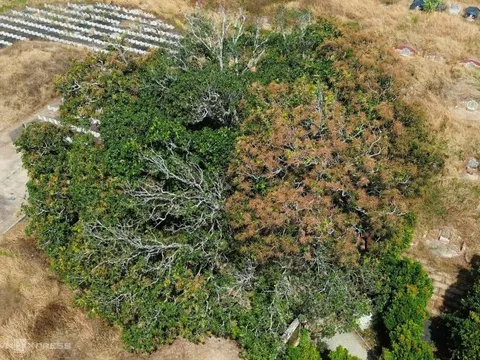 Cây xoài Bạc Liêu hơn 340 tuổi với truyền thuyết hổ ba chân