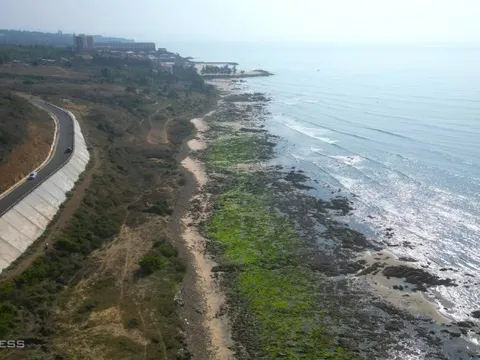 Ngỡ ngàng trước bãi rêu ở làng chài Phan Thiết