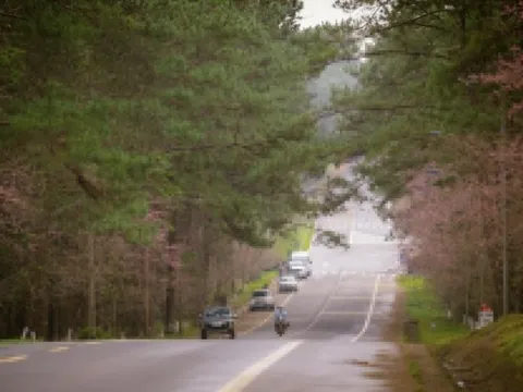 Tham vọng 'thủ phủ' mai anh đào của Măng Đen