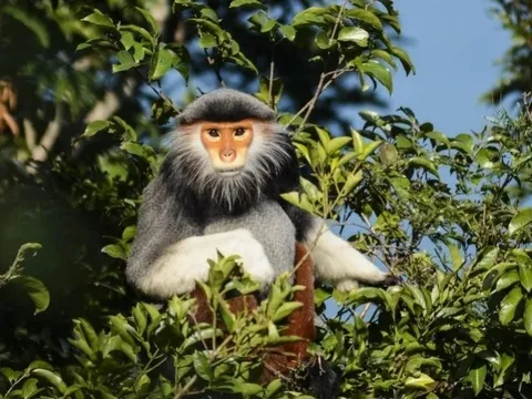 Xem Voọc chà vá đu cành, tắm nắng ở Đà Nẵng