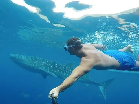 Khách Nga bị cá mập tấn công đến chết tại Philippines