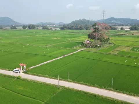 Cây gạo trăm năm nở rực bên bến đò xưa sông Trà Khúc