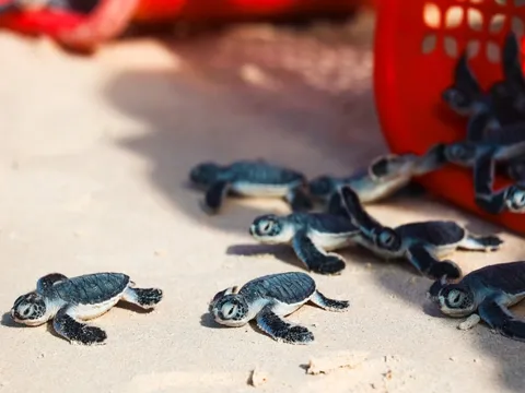 7 điểm ngắm động vật hoang dã tại Việt Nam