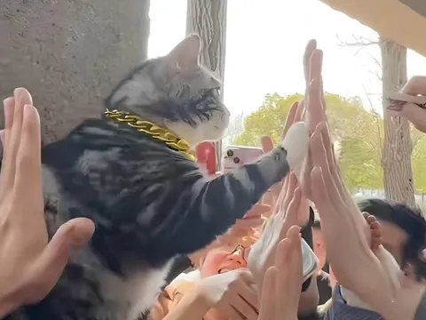 Chú mèo Trung Quốc 'nổi như cồn' nhờ ngồi cổng chùa vẫy khách