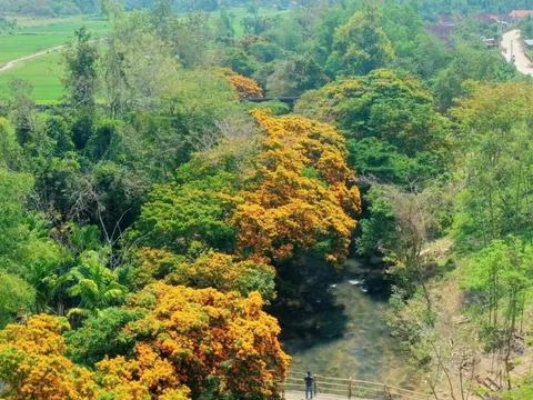 Tà Má - suối hoa trang rực rỡ ở Bình Định