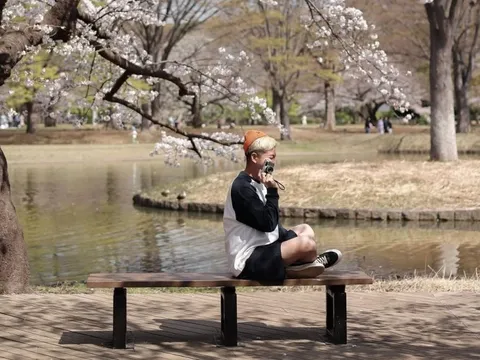 Sốt tour đi 'Cung đường Vàng' Nhật Bản ngắm hoa anh đào