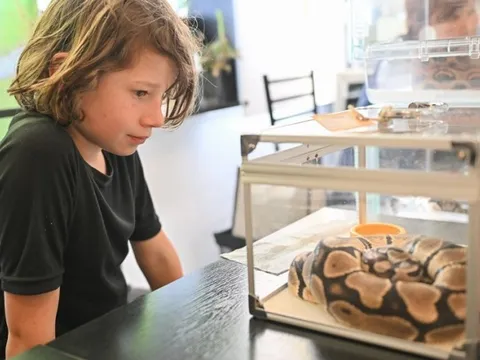 Quán cà phê nuôi hàng trăm con rắn