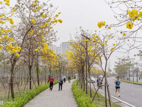Hoa phong linh nở vàng khu phố Hà Nội