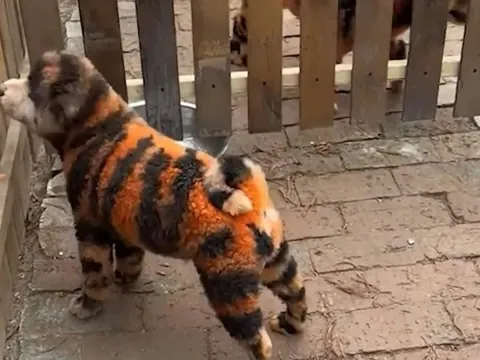 Vườn thú nhuộm lông chó thành hổ vằn gây bức xúc