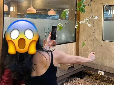 Khách níu cành, bẻ hoa sưa 'sống ảo' tại quán cà phê Hà Nội