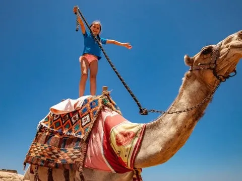 Đồng loạt ngừng các tour cưỡi lạc đà quanh kim tự tháp Ai Cập