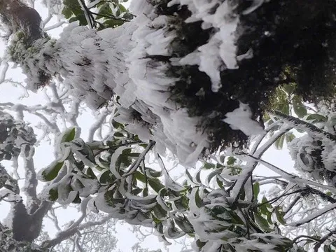 Giữa tháng 3, đỉnh Tà Xùa phủ kín băng tuyết chưa từng có trong 10 năm