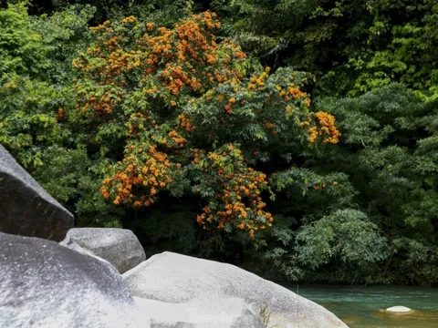 Hoa rì là hoa gì?