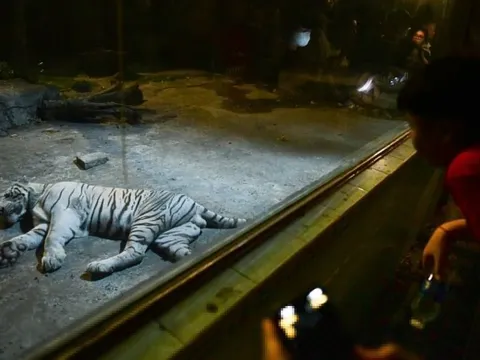 Đến Thảo Cầm Viên ban đêm xem hổ nằm ngủ, trăn săn mồi