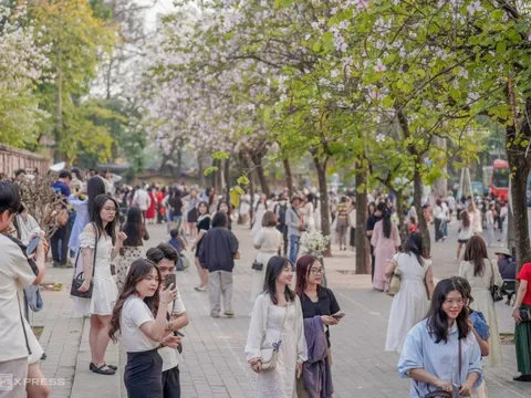 Chen chân chụp ảnh hoa ban trên phố Hà Nội