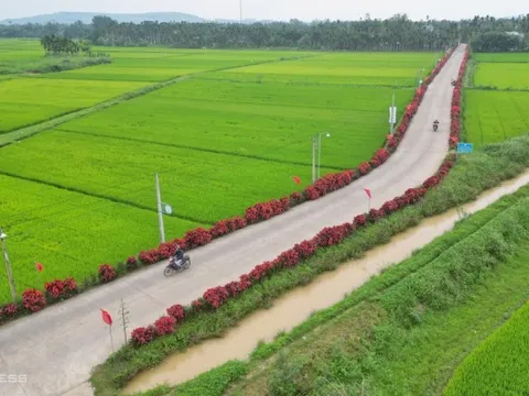 Đường quê Quảng Ngãi phủ sắc hoa