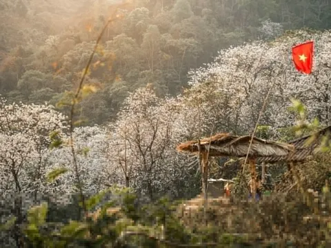Ngôi làng giữa biển hoa ban trắng ở Điện Biên
