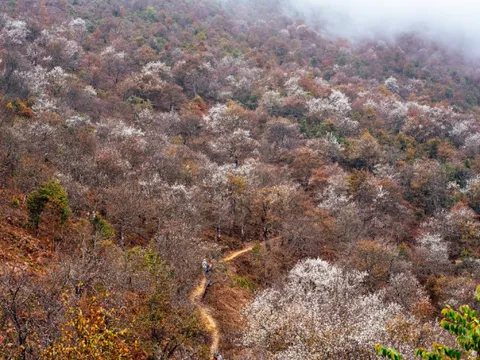 Hoa sơn tra bung nở ở Sơn La