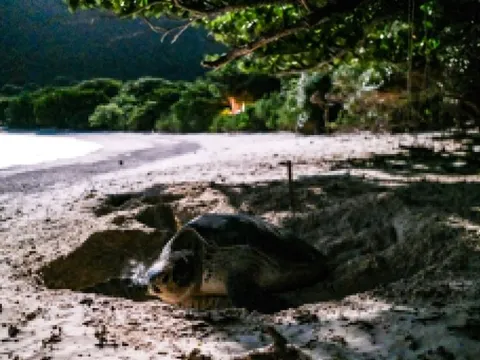 Báo ngoại tiết lộ điểm ngắm động vật hoang dã đẹp nhất Việt Nam