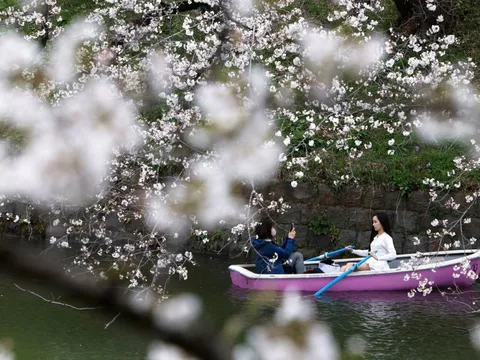 Cảnh hoa anh đào đang bung nở rực rỡ khắp thế giới