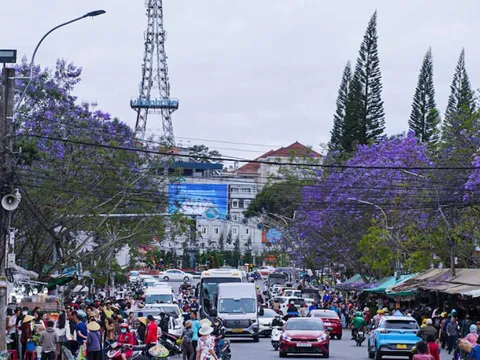 Phượng tím khoe sắc khắp Đà Lạt