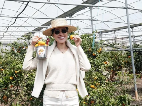 Khách Việt trải nghiệm hái quýt ở đảo Jeju