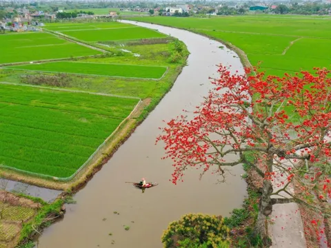 Hoa gạo nhuộm đỏ vùng quê Thái Bình