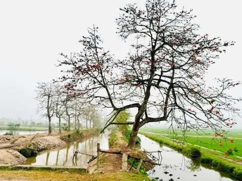 Đóng cửa quán nước thu phí khách chụp ảnh cây gạo tại Hà Nam