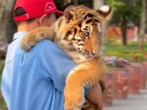 Xử lý khu du lịch cho khách bế hổ như thú cưng