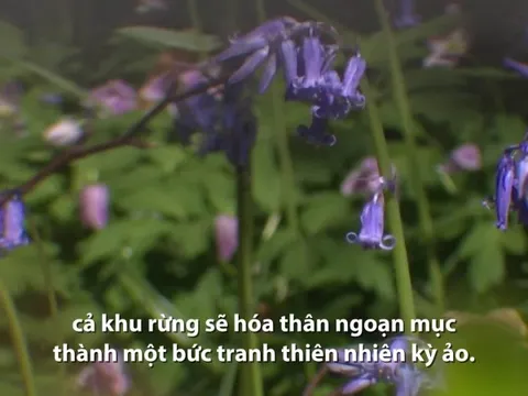 Khu rừng hoa chuông 'thần tiên' ở Bỉ