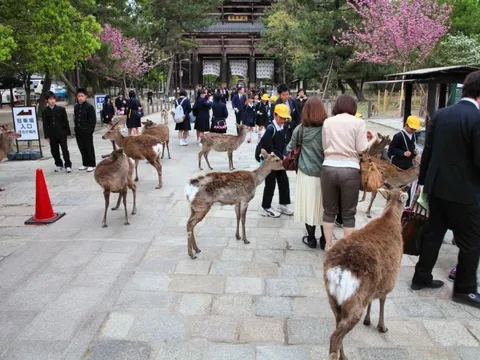 'Hươu thần' Nhật Bản bị đánh mỗi ngày