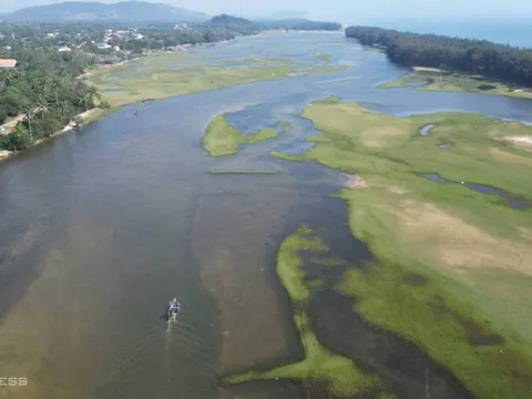 Chèo thuyền ngắm chim trên đầm nước ngọt 350 ha ở Quảng Ngãi