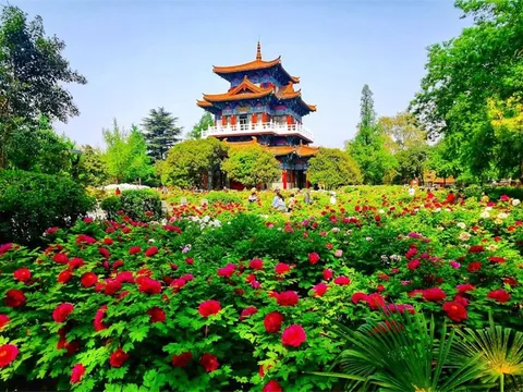 Mẫu đơn bung nở rực rỡ ở Lạc Dương