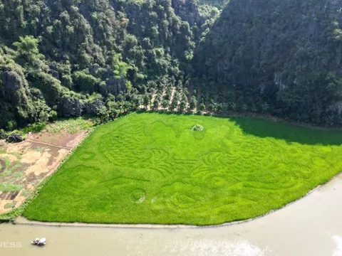 Tranh 'cá chép vượt vũ môn' khổng lồ trên đồng lúa Tam Cốc