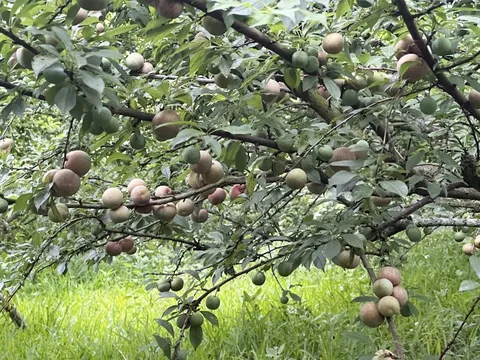 Mộc Châu vào mùa hái mận